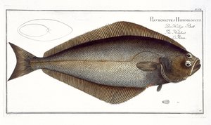 Heilbutt (Pleuronectes Hippoglossus) Tafel XLVII aus 
